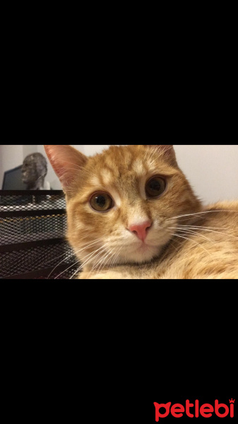 Tekir Kedi, Kedi  Tarçın fotoğrafı