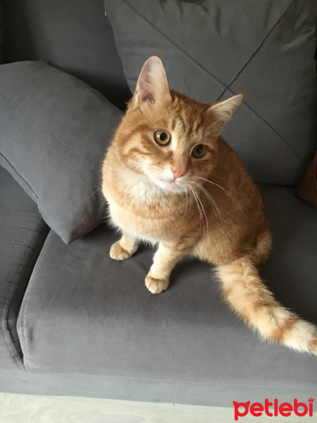 Tekir Kedi, Kedi  Tarçın fotoğrafı