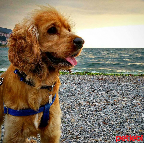 Amerikan Cocker Spaniel, Köpek  Pati fotoğrafı
