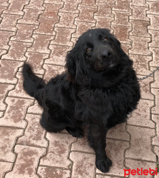 İrlandalı Setter, Köpek  Oreo fotoğrafı