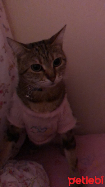 Tekir Kedi, Kedi  Cici fotoğrafı