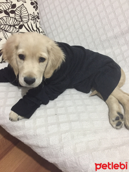 Golden Retriever, Köpek  Mars fotoğrafı
