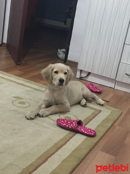 Golden Retriever, Köpek  Mars fotoğrafı
