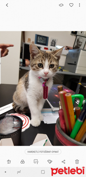 Tekir Kedi, Kedi  Machika fotoğrafı