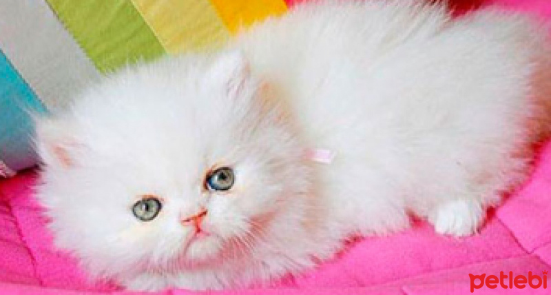 Exotic Shorthair, Kedi  MERYEM fotoğrafı