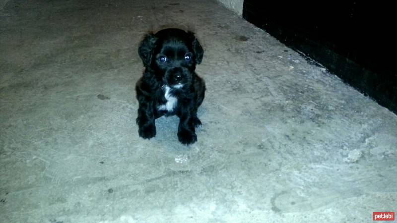 Amerikan Cocker Spaniel, Köpek  Mia fotoğrafı