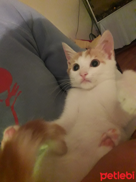 Tekir Kedi, Kedi  Minnoş fotoğrafı