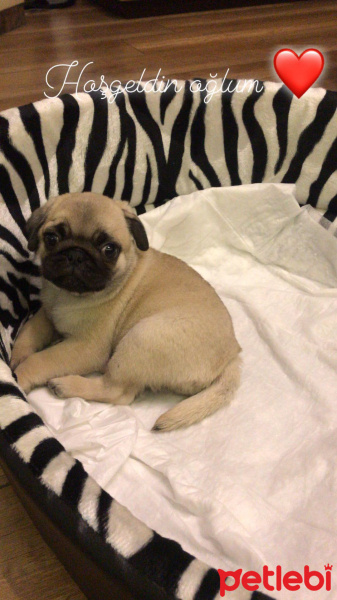 Pug, Köpek  Dobi fotoğrafı