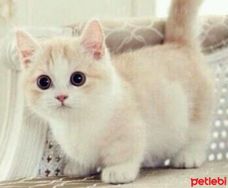 İran Kedisi (Persian), Kedi  Yumoş fotoğrafı