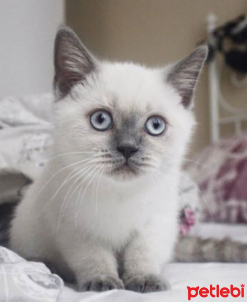 British Shorthair, Kedi  Fok fotoğrafı