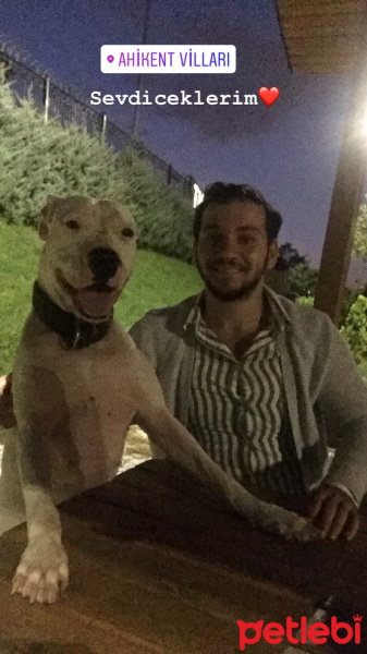 Dogo Arjantin, Köpek  Beyaz fotoğrafı