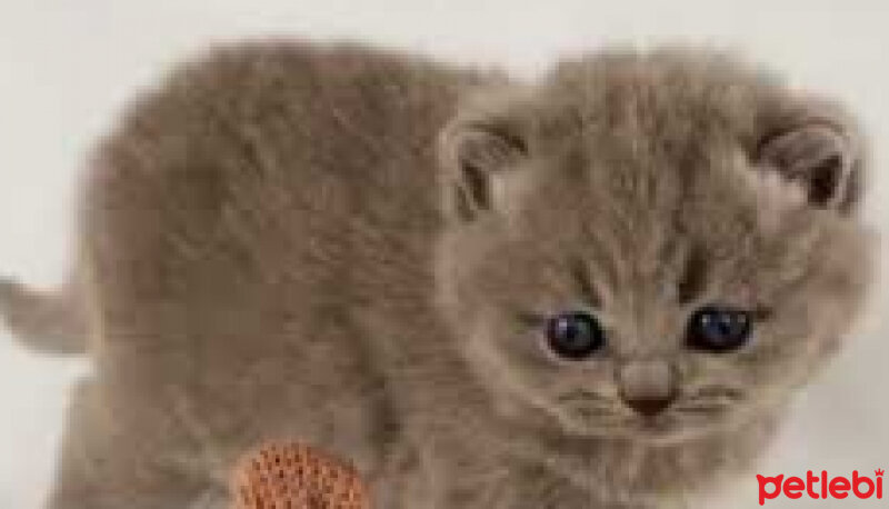 British Shorthair, Kedi  PONÇİK fotoğrafı