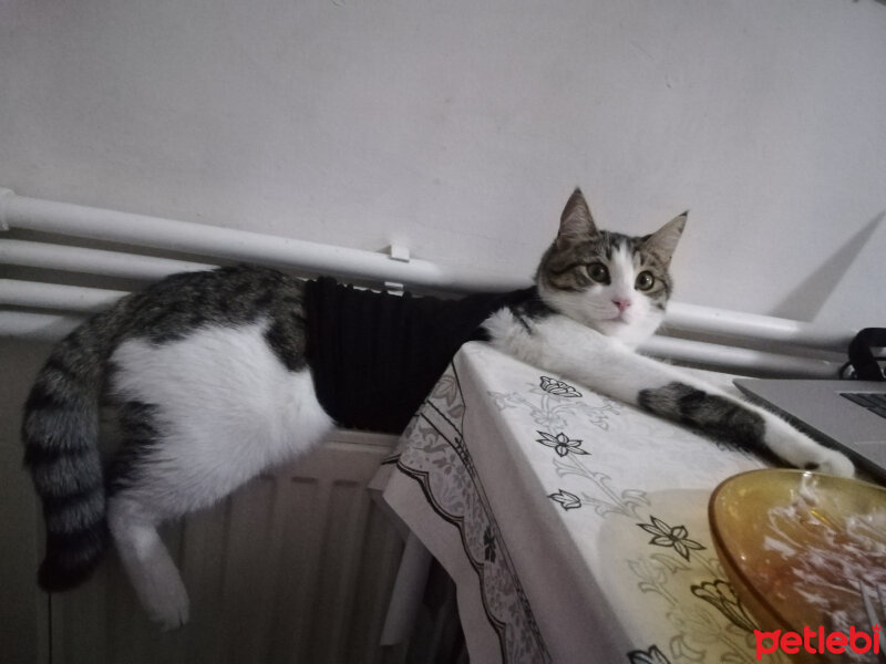 Tekir Kedi, Kedi  Luna fotoğrafı