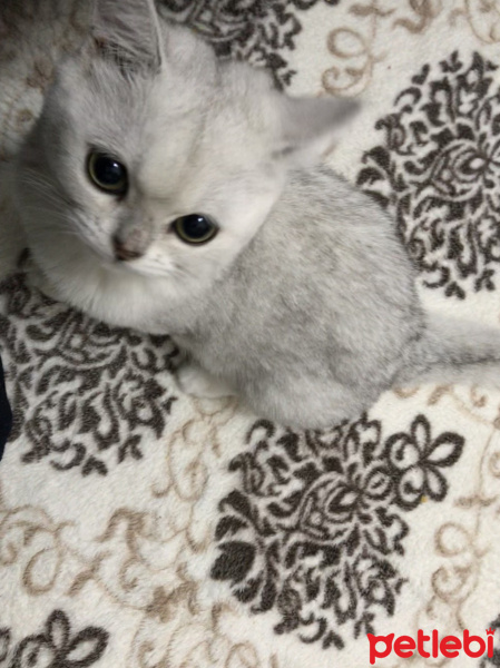 British Shorthair, Kedi  Pamuk fotoğrafı