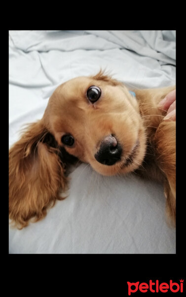 Amerikan Cocker Spaniel, Köpek  Şila fotoğrafı