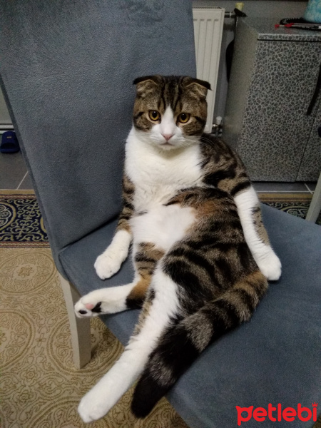 Tekir Kedi, Kedi  Köpük fotoğrafı
