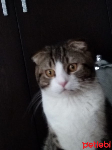 Tekir Kedi, Kedi  Köpük fotoğrafı