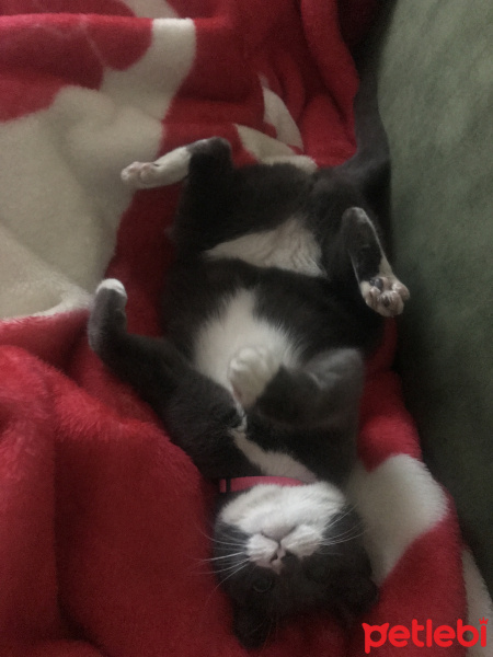 Tekir Kedi, Kedi  Pispit fotoğrafı