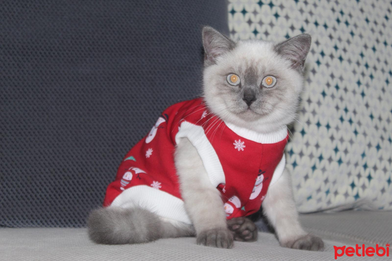 Scottish Fold, Kedi  Glock fotoğrafı