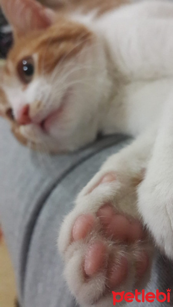 Sarman, Kedi  Leyla fotoğrafı