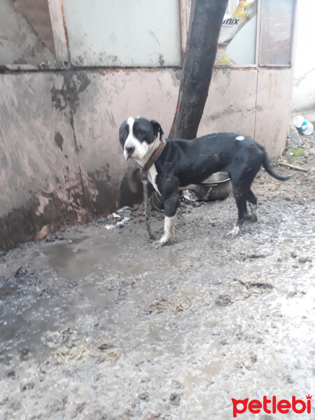 Amerikan Pitbull Terrier, Köpek  Cesi fotoğrafı