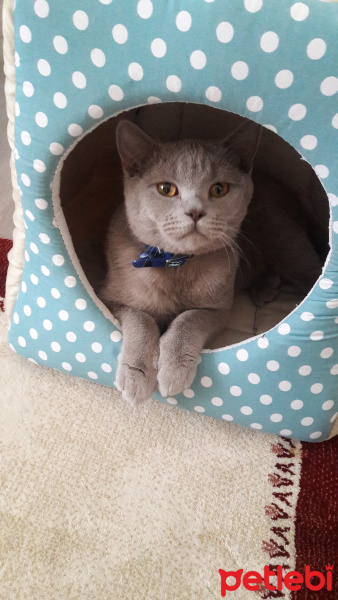 British Shorthair, Kedi  Pati fotoğrafı