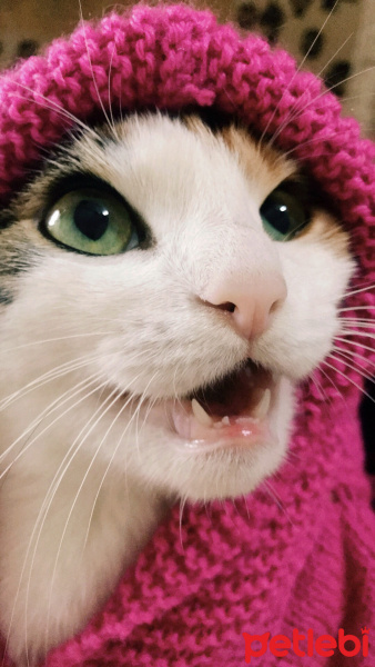 American Wirehair, Kedi  Adela fotoğrafı