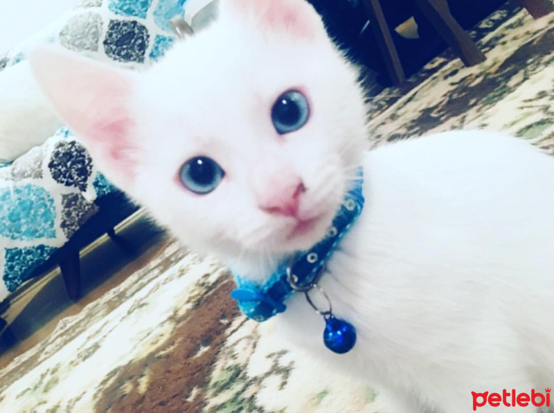 Van Kedisi, Kedi  Leo fotoğrafı
