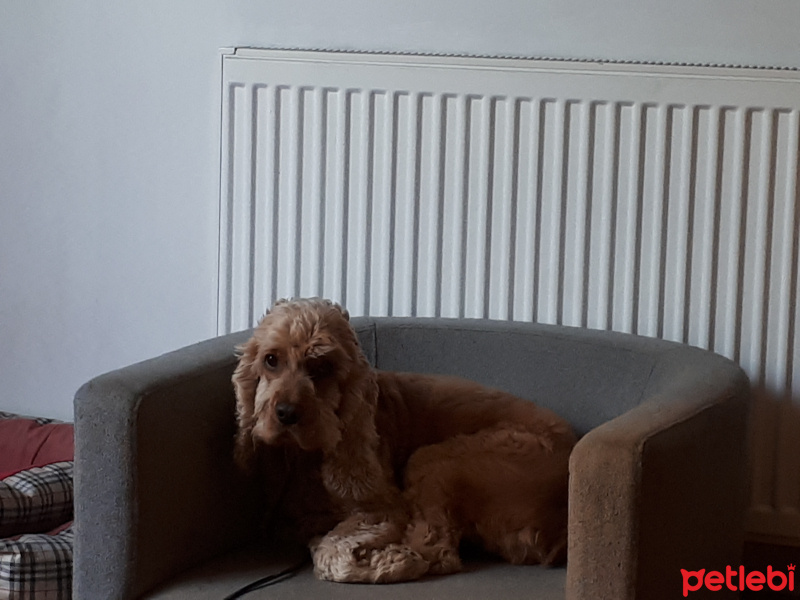 İngiliz Cocker Spaniel, Köpek  Sandy fotoğrafı