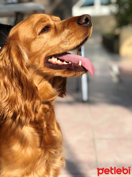 Amerikan Cocker Spaniel, Köpek  Tommy fotoğrafı