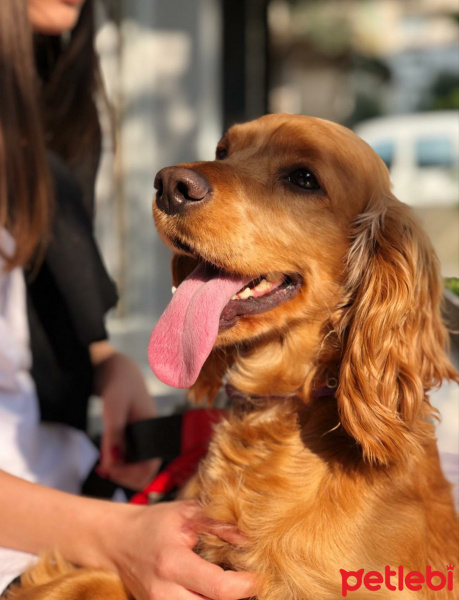 Amerikan Cocker Spaniel, Köpek  Tommy fotoğrafı