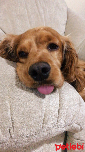 Amerikan Cocker Spaniel, Köpek  Tommy fotoğrafı