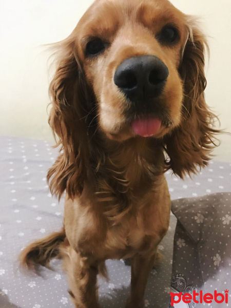 Amerikan Cocker Spaniel, Köpek  Tommy fotoğrafı