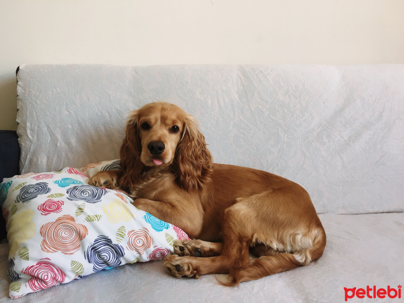 Amerikan Cocker Spaniel, Köpek  Tommy fotoğrafı