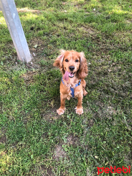 Amerikan Cocker Spaniel, Köpek  Tommy fotoğrafı