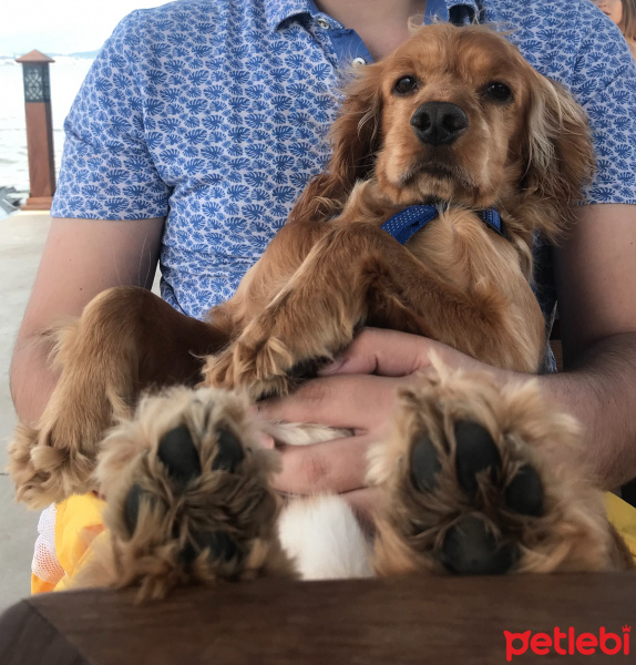 Amerikan Cocker Spaniel, Köpek  Tommy fotoğrafı