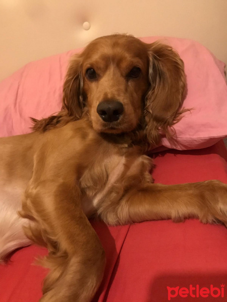 Amerikan Cocker Spaniel, Köpek  Tommy fotoğrafı