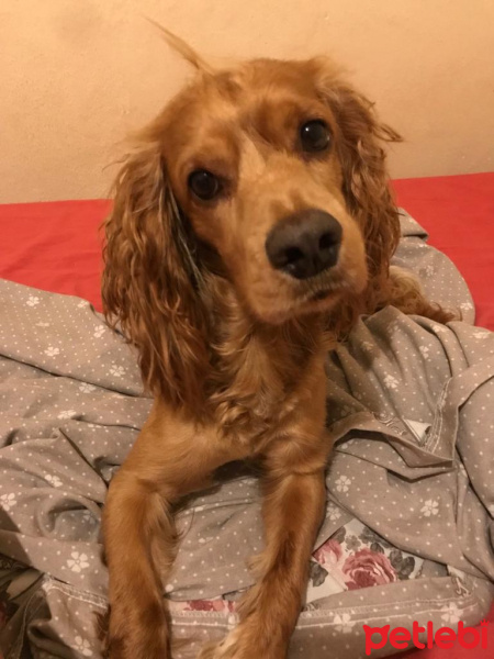 Amerikan Cocker Spaniel, Köpek  Tommy fotoğrafı