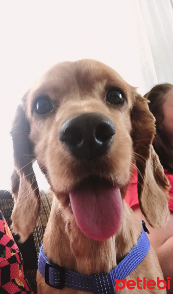 Amerikan Cocker Spaniel, Köpek  Tommy fotoğrafı