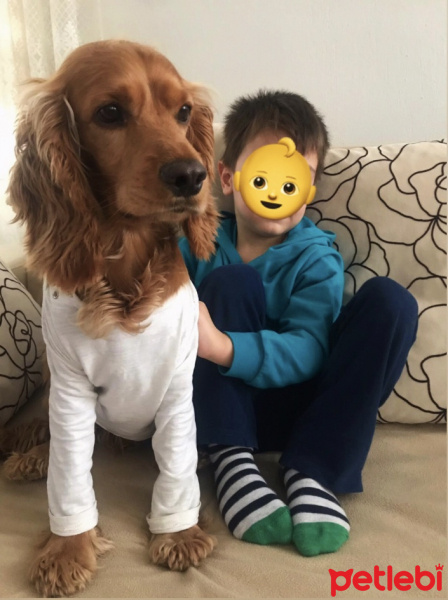 Amerikan Cocker Spaniel, Köpek  Tommy fotoğrafı