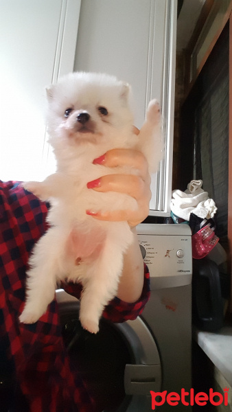 Pomeranyalı, Köpek  Isim yok fotoğrafı