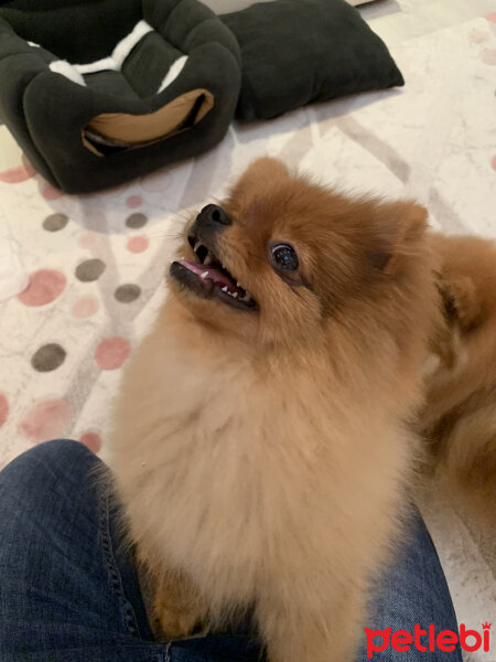 Pomeranyalı, Köpek  Lena fotoğrafı