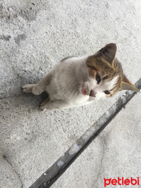 Tekir Kedi, Kedi  Portakal fotoğrafı