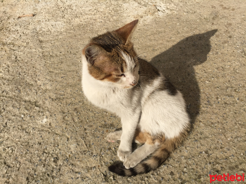 Tekir Kedi, Kedi  Portakal fotoğrafı