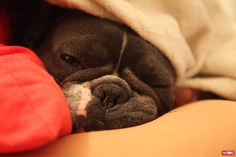 Fransız Bulldog, Köpek  dom fotoğrafı