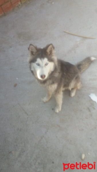 Sibirya Kurdu (Husky), Köpek  Miya fotoğrafı