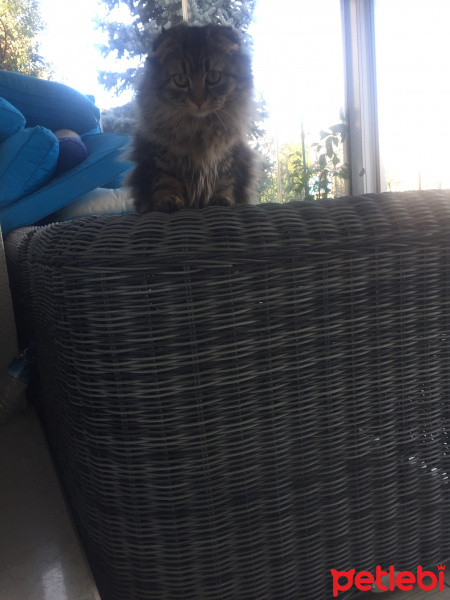 Scottish Fold, Kedi  tüylüş fotoğrafı