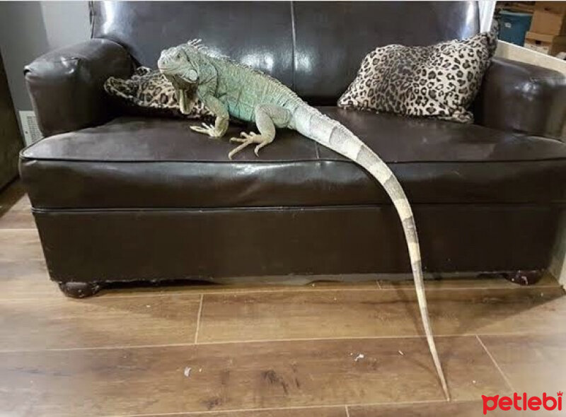 İguana, Sürüngen  bambam fotoğrafı