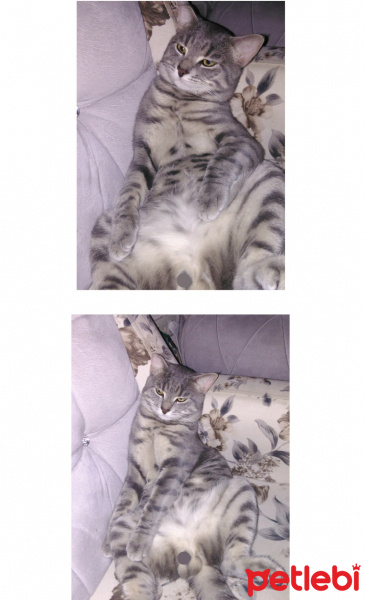 Tekir Kedi, Kedi  Minnoşcan fotoğrafı