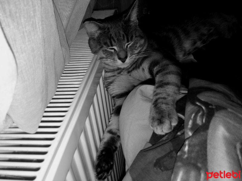 Tekir Kedi, Kedi  Minnoşcan fotoğrafı